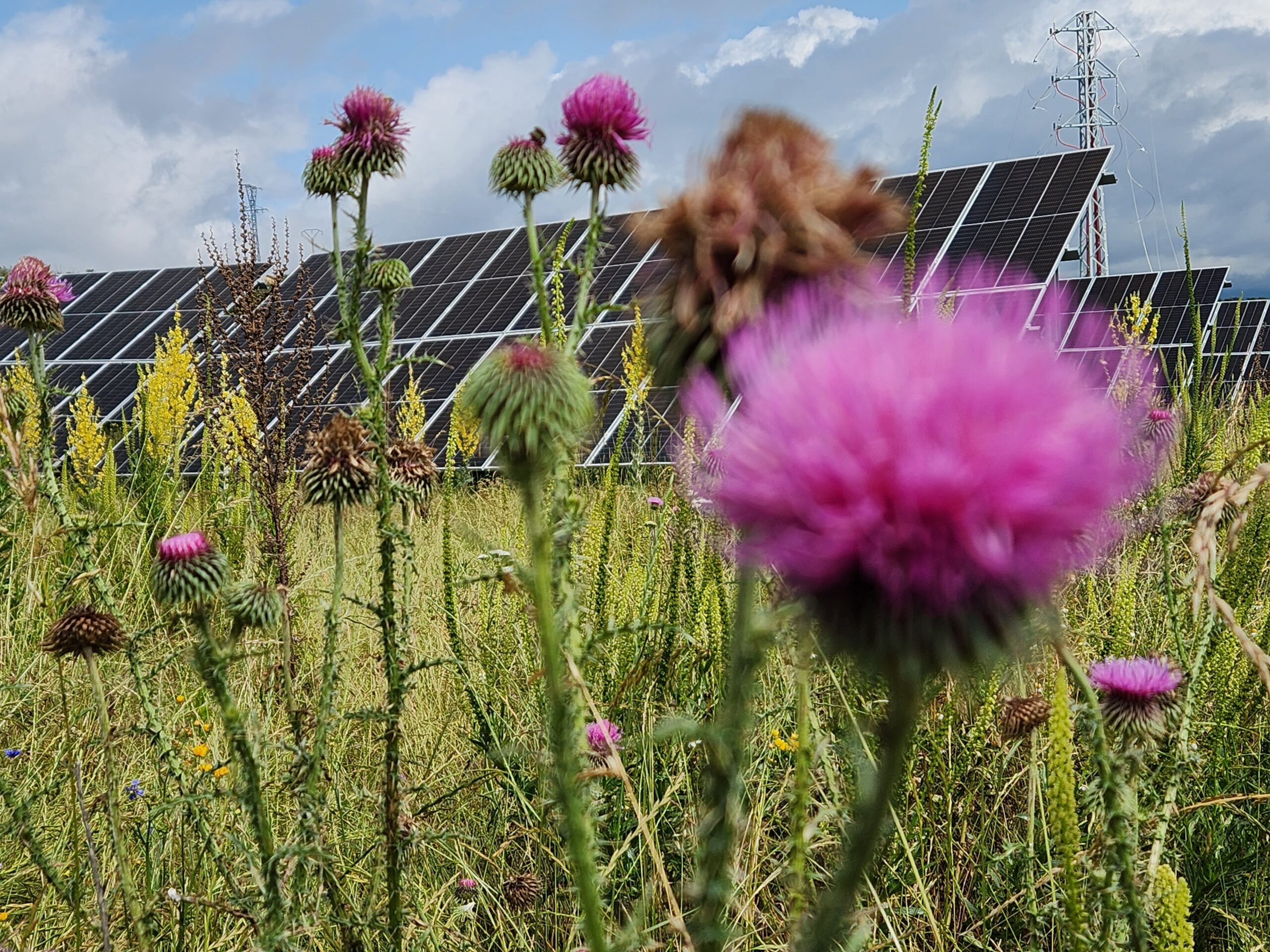 Desbroce paneles solares